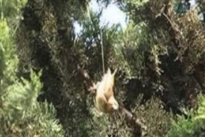 &Ccedil;aresiz b&uuml;lb&uuml;l&uuml;n imdadına itfaiye yetişti