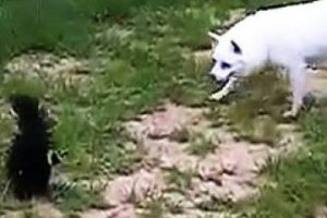 Kokarcanın k&ouml;pekle savaşı