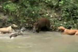 K&ouml;peklerle domuzun &ouml;l&uuml;m oyunu
