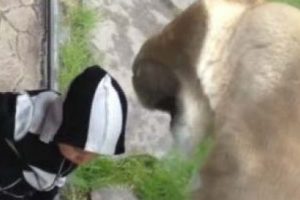 Bebeği zebra sanınca!