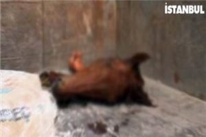 S&uuml;r&uuml;c&uuml; kursundan &ouml;yle bir şey &ccedil;ıktı ki