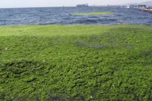 İzmir'de deniz halı sahaya d&ouml;nd&uuml;