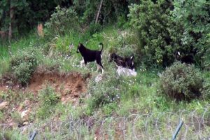 Sokak k&ouml;peği dehşet sa&ccedil;tı