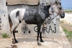 Atları benzin d&ouml;k&uuml;p diri diri yaktılar
