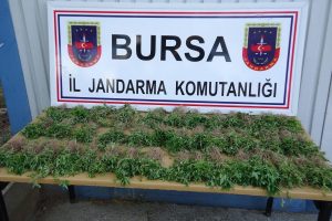Gemlik'te 10 bin k&ouml;k Hint keneviri ele ge&ccedil;irildi