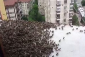 Kadık&ouml;y'deki apartmanda arı dehşeti