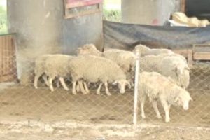 Kocaeli'de şap salgını