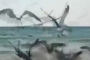 Plajda nasıl martı yakalanır?