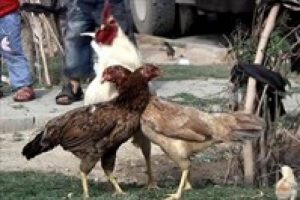 Kavga eden 2 tavuğu horoz b&ouml;yle ayırdı