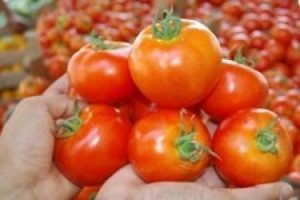 Ucuz domates i&ccedil;in bir ay daha bekleyeceğiz