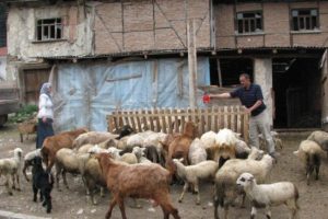 Ke&ccedil;i s&uuml;t&uuml; hayatını kurtardı