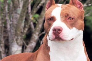 Yargıtay'ın son kararı 'saldırgan k&ouml;pek' sahiplerini &uuml;zecek