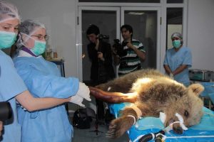 Kazada yaralanan yavru ayı ameliyat edildi
