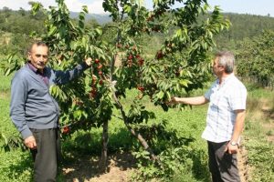 Şiddetli yağış 'Uludağ Kirazı'nı vurdu