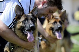 Alman &ccedil;oban k&ouml;pekleri Bursa'da yarıştı