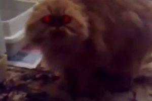 T&uuml;rk&ccedil;e konuşan kedi sanal alemde rekor kırıyor