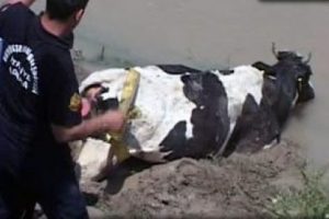 Bu ineği kurtarmak o kadar kolay olmadı!