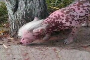 Bu hayvanı g&ouml;renler şoke oldu