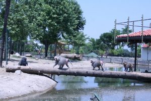Hayvanat Bah&ccedil;esi'nde pazar b&ouml;yle ge&ccedil;ti - &Ouml;ZEL HABER