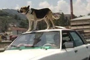 150 km hız yapıp k&ouml;peği serinletiyor