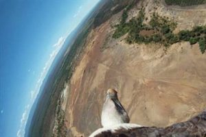 Kuş g&ouml;z&uuml;yle d&uuml;nyaya baktınız mı?