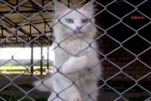 3 bin TL'yi duyan kedi fotoğrafı &ccedil;ekti