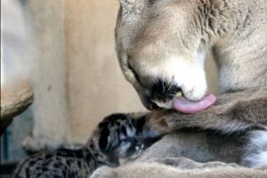 Hayvanat bah&ccedil;esinde yavru puma sevinci