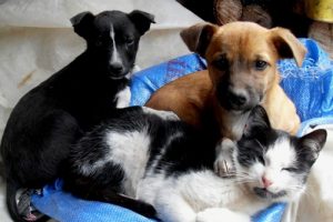 Kedi ve k&ouml;peklere mikro&ccedil;ipli kimlik