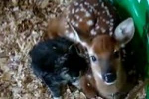 Ceylan ve yavru kedi dostluğu