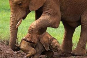 K&uuml;&ccedil;&uuml;k fil hayata annesinin hortumuyla tutundu