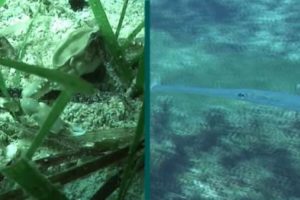 Marmaris'te deniz &ccedil;ayırlarına dikkat!