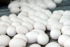 T&uuml;rk yumurtası AB'ye adım attı