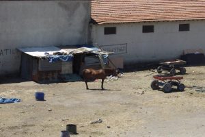 Başı boş atlar tehlike sa&ccedil;ıyor