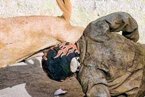 A&ccedil; kalan &ccedil;ocuğu k&ouml;pek emzirdi