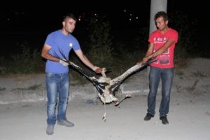 Leylek şehri elektriksiz bıraktı