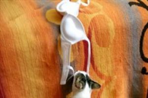 İşte s&uuml;tyen giyen kedi