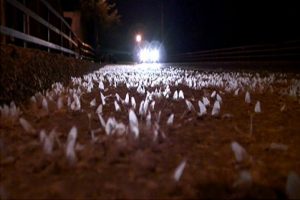 Aşk yaptıktan sonra topluca &ouml;ld&uuml;ler