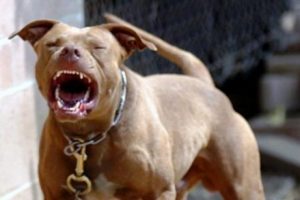 Sokakta pitbull dehşeti
