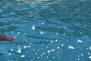 Marmaris'te denize girenler kaşınıyor