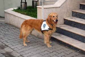Dingo uyuşturucu tacirlerine g&ouml;z a&ccedil;tırmıyor