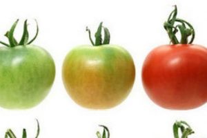 Domatesin lezzeti geri geliyor!