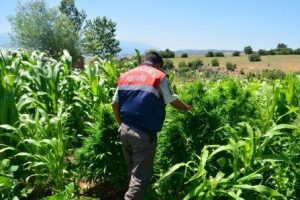 Jandarmadan uyuşturucu baskını