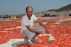 Domates &uuml;reticilerinin sıcak isyanı