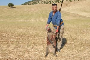 &Ccedil;ift&ccedil;ilerin başı domuzlarla dertte