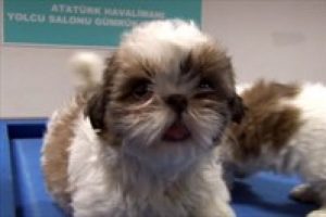 Bir poşet dolusu k&ouml;pek
