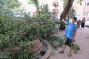 Parkta ağa&ccedil; devrildi: 4 yaralı