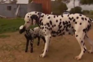 K&ouml;pekler kuzuyu evlatlık aldı