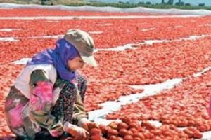 Suriyeli Hamo mevsimlik iş&ccedil;i oldu