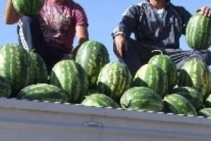 Bursa'da karpuzcu kavgası