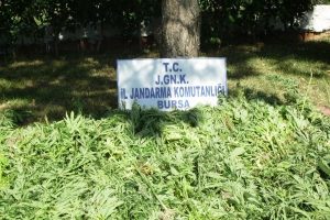 Bursa'da kenevir operasyonu